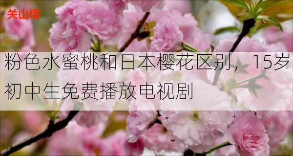 粉色水蜜桃和日本樱花区别,15岁初中生免费播放电视剧