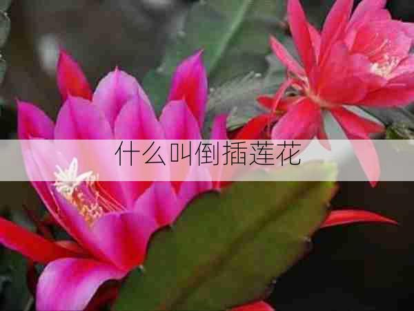 什么叫倒插莲花